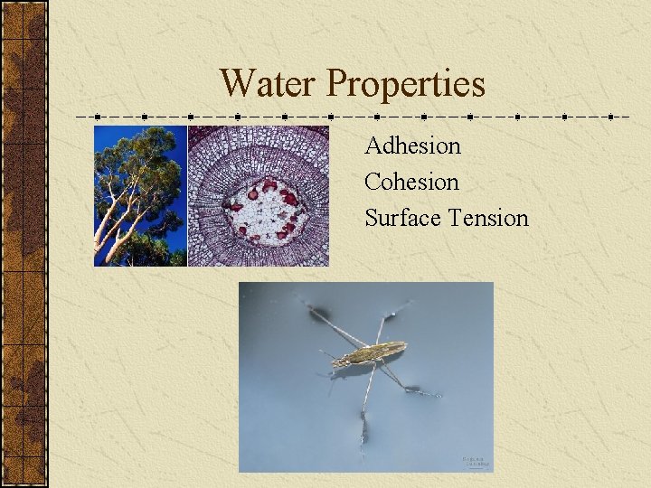 Water Properties Adhesion Cohesion Surface Tension 