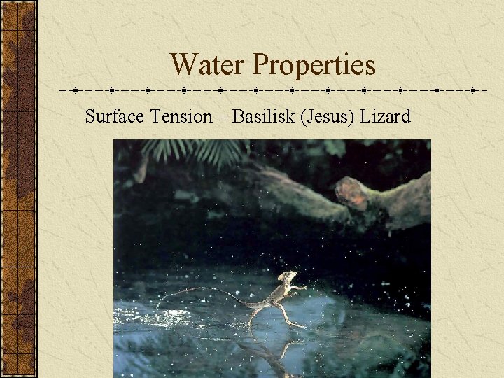 Water Properties Surface Tension – Basilisk (Jesus) Lizard 