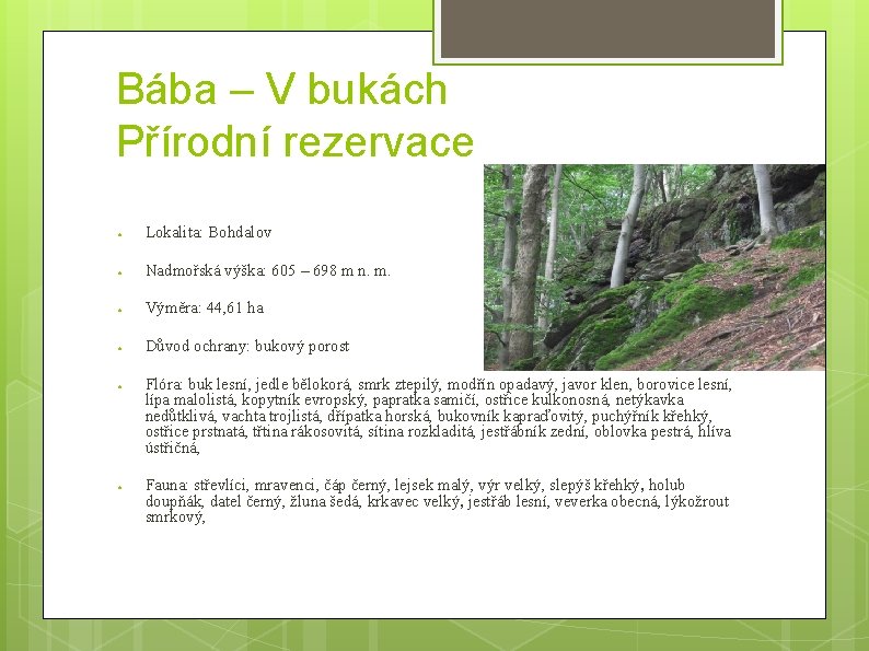 Bába – V bukách Přírodní rezervace ● Lokalita: Bohdalov ● Nadmořská výška: 605 –