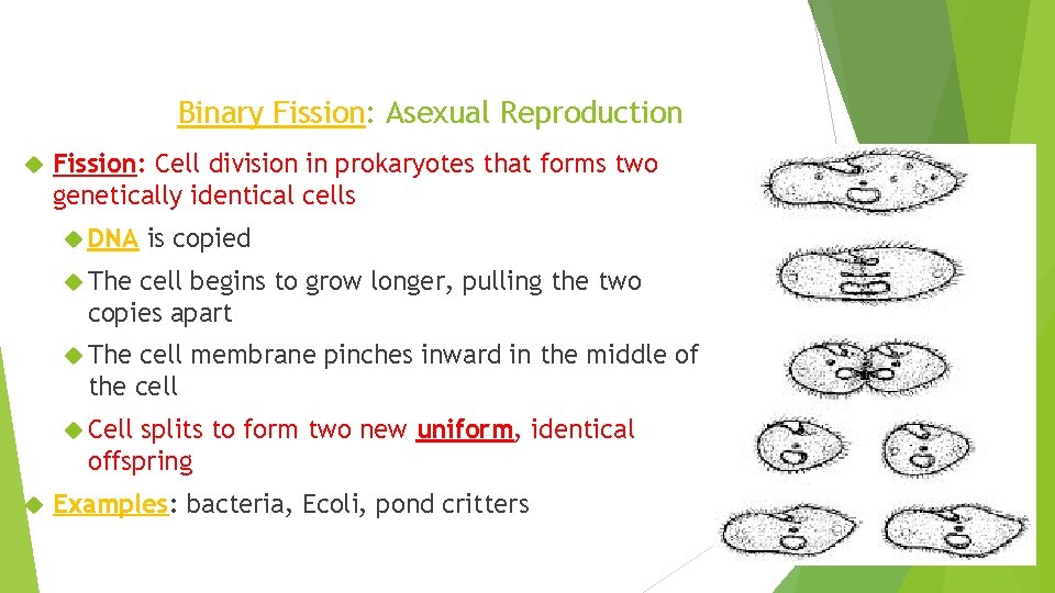 Binary Fission: Asexual Reproduction Fission: Cell division in prokaryotes that forms two genetically identical