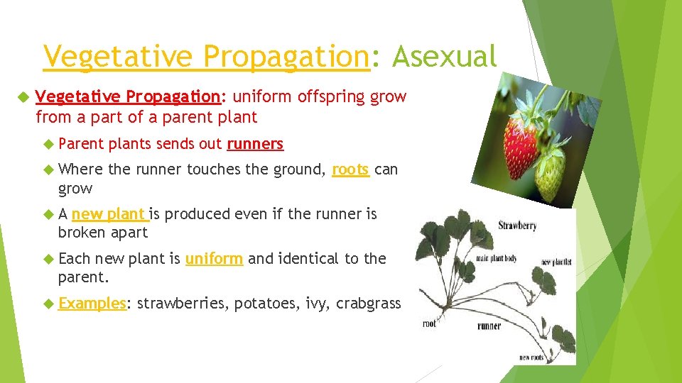 Vegetative Propagation: Asexual Vegetative Propagation: uniform offspring grow from a part of a parent