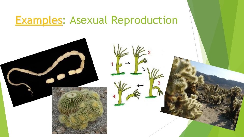 Examples: Examples Asexual Reproduction 
