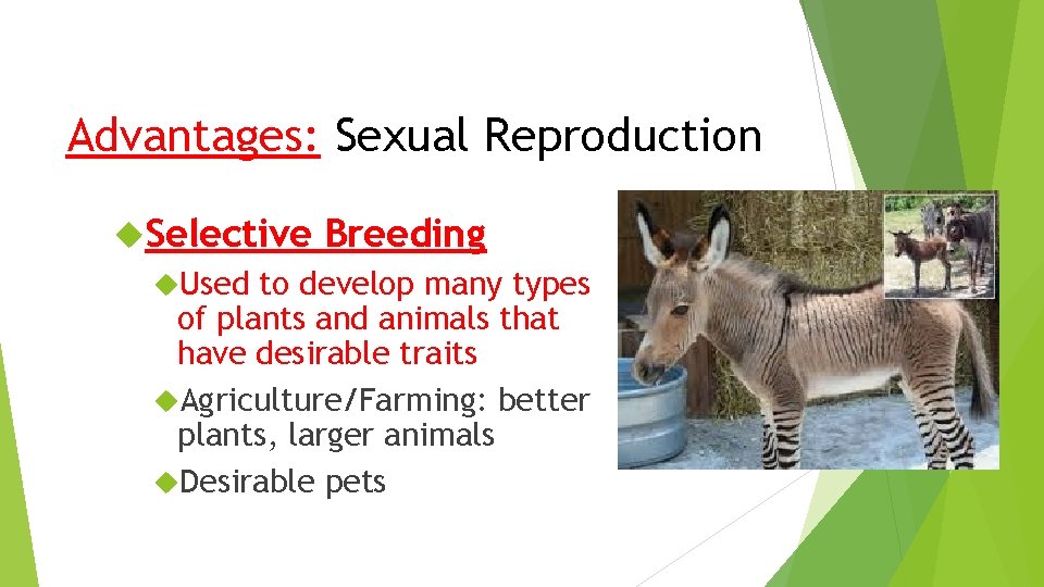 Advantages: Sexual Reproduction Selective Breeding Used to develop many types of plants and animals