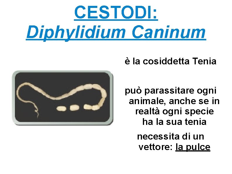 CESTODI: Diphylidium Caninum è la cosiddetta Tenia può parassitare ogni animale, anche se in