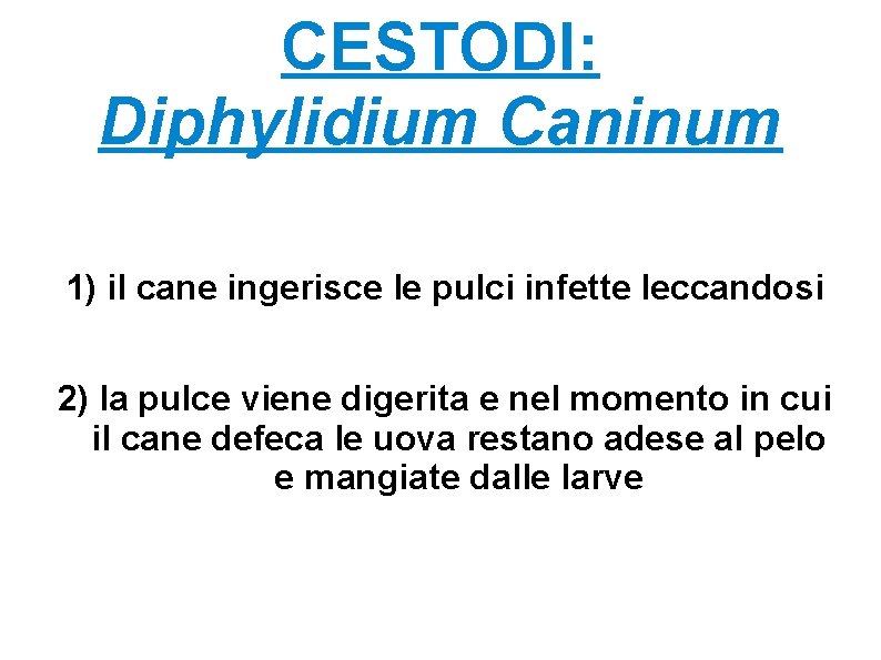 CESTODI: Diphylidium Caninum 1) il cane ingerisce le pulci infette leccandosi 2) la pulce