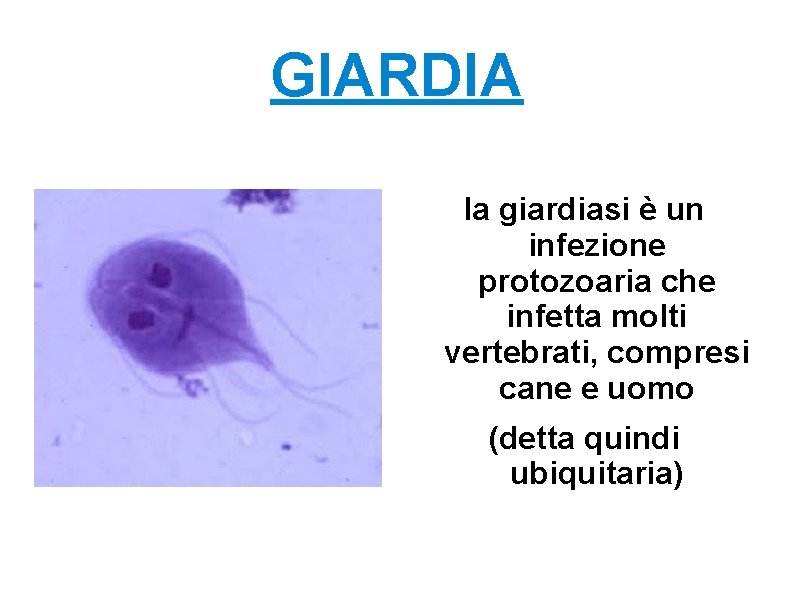 GIARDIA la giardiasi è un infezione protozoaria che infetta molti vertebrati, compresi cane e