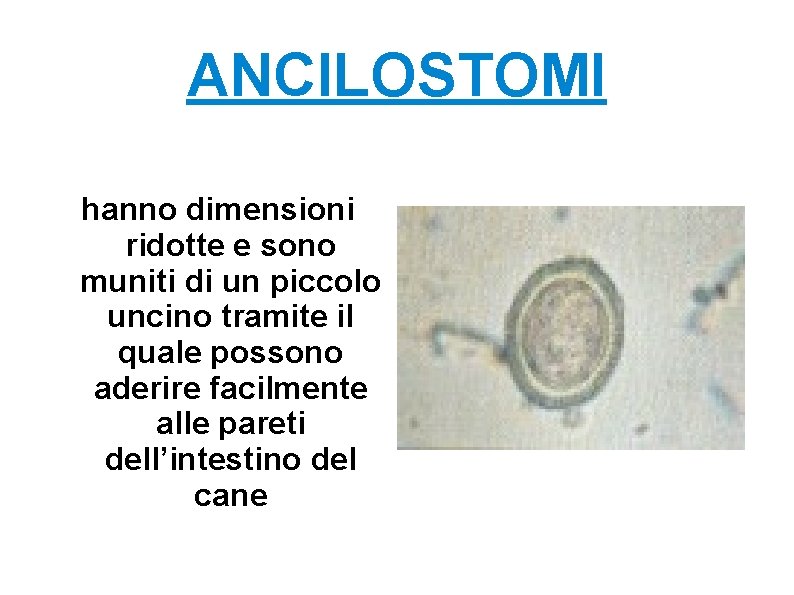 ANCILOSTOMI hanno dimensioni ridotte e sono muniti di un piccolo uncino tramite il quale