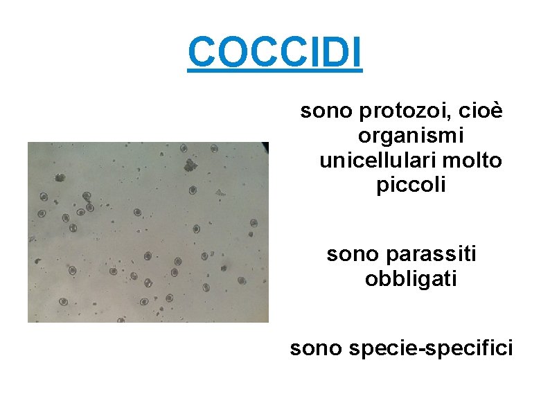 COCCIDI sono protozoi, cioè organismi unicellulari molto piccoli sono parassiti obbligati sono specie-specifici 