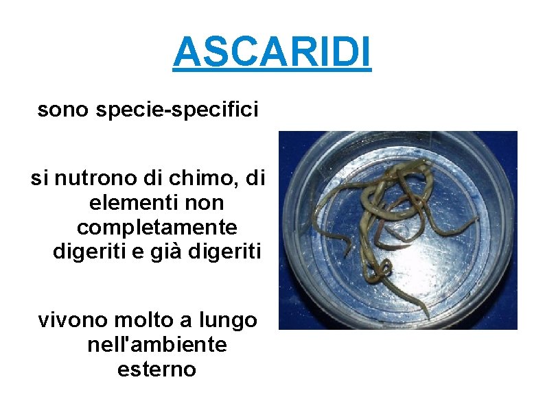 ASCARIDI sono specie-specifici si nutrono di chimo, di elementi non completamente digeriti e già