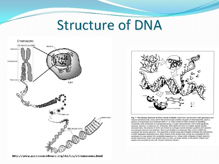 Structure of DNA Structure of DNA