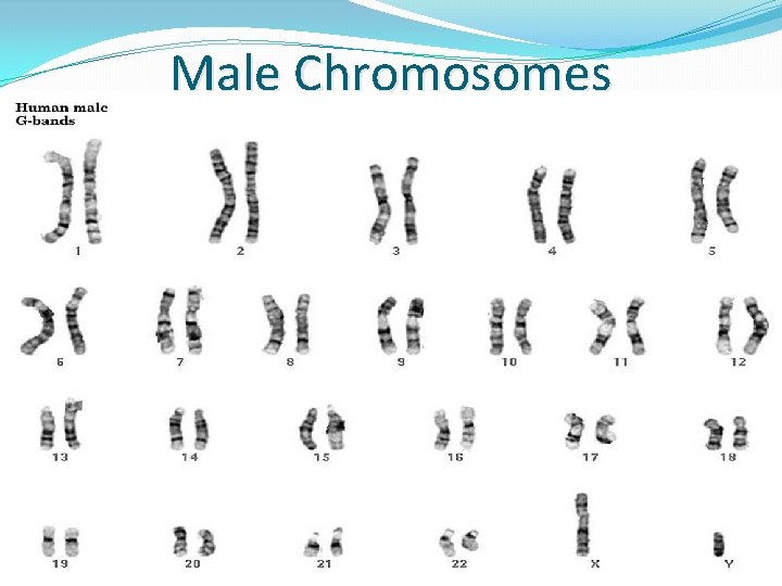 Male Chromosomes Male Chromosomes