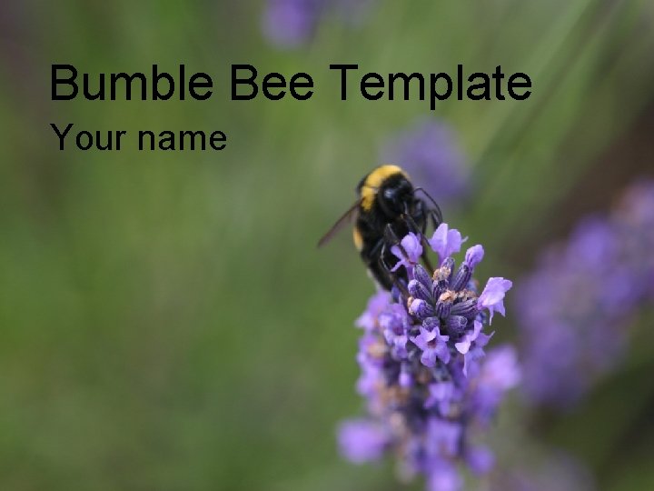 Bumble Bee Template Your name 