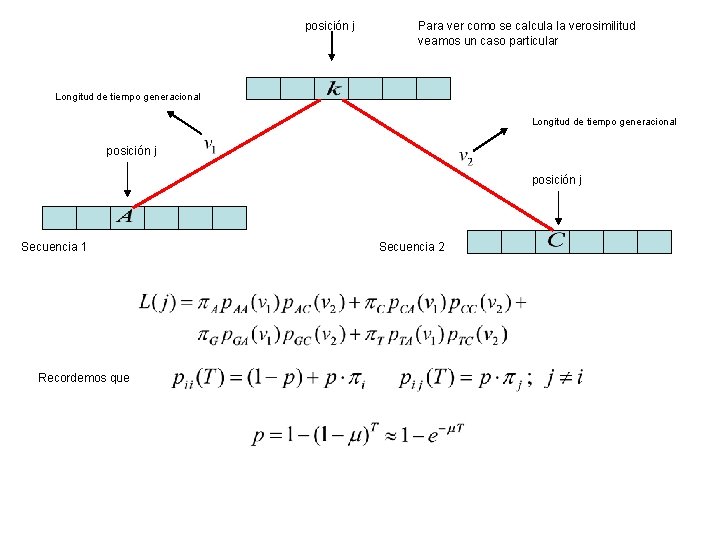 posición j Para ver como se calcula la verosimilitud veamos un caso particular Longitud