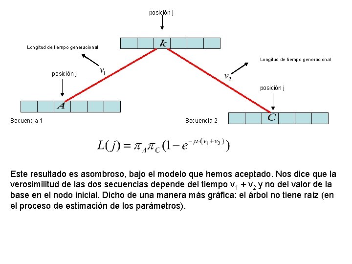 posición j Longitud de tiempo generacional posición j Secuencia 1 Secuencia 2 Este resultado