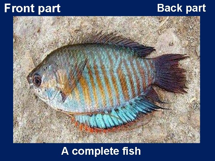 Front part Back part A complete fish 