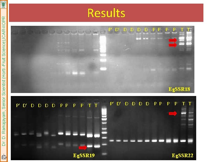 Dr. D. Ramajayam, Senior Scientist (Horti. -Fruit Science), ICAR-IIOPR Results P’ D’ D D