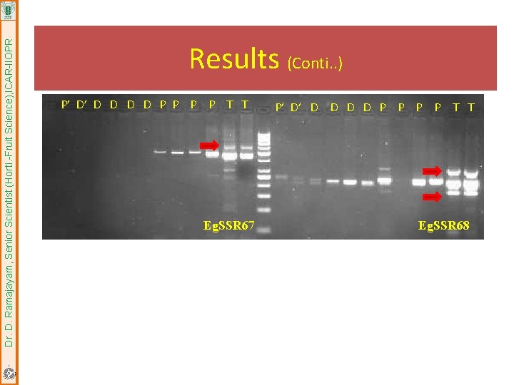 Dr. D. Ramajayam, Senior Scientist (Horti. -Fruit Science), ICAR-IIOPR Results (Conti. . ) P’