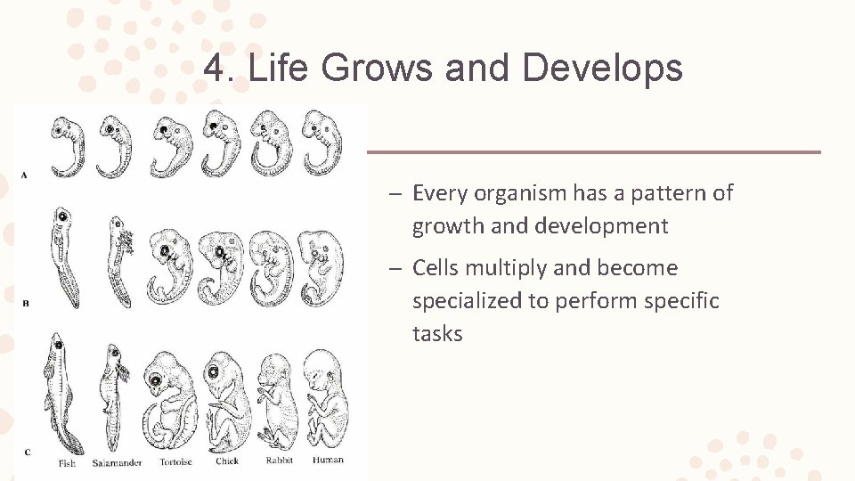 4. Life Grows and Develops – Every organism has a pattern of growth and