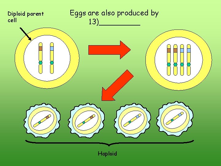 Diploid parent cell Eggs are also produced by 13)_____ Haploid Diploid parent cell Eggs are also produced by 13)_____ Haploid