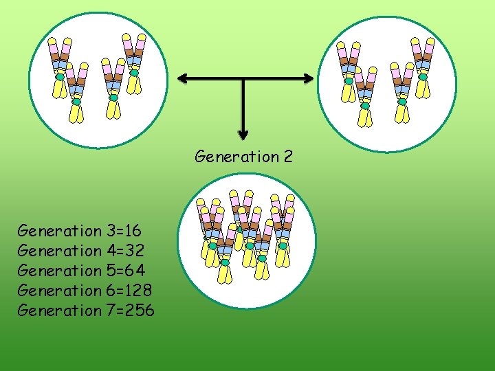 Generation 2 Generation 3=16 Generation 4=32 Generation 5=64 Generation 6=128 Generation 7=256 Generation 2 Generation 3=16 Generation 4=32 Generation 5=64 Generation 6=128 Generation 7=256