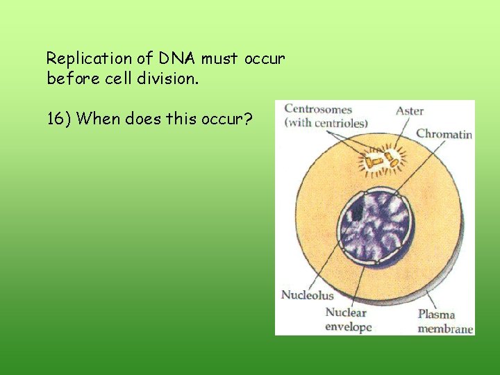 Replication of DNA must occur before cell division. 16) When does this occur? Replication of DNA must occur before cell division. 16) When does this occur?