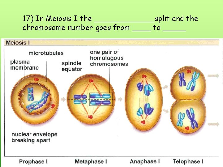 17) In Meiosis I the _______split and the chromosome number goes from ____ to 17) In Meiosis I the _______split and the chromosome number goes from ____ to