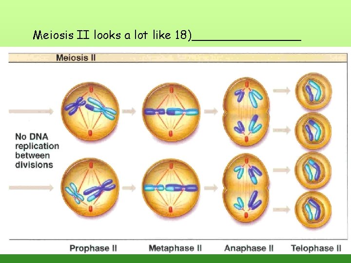 Meiosis II looks a lot like 18)________ Meiosis II looks a lot like 18)________