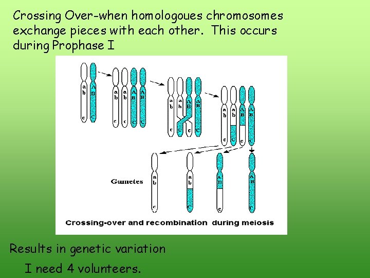 Crossing Over-when homologoues chromosomes exchange pieces with each other. This occurs during Prophase I Crossing Over-when homologoues chromosomes exchange pieces with each other. This occurs during Prophase I