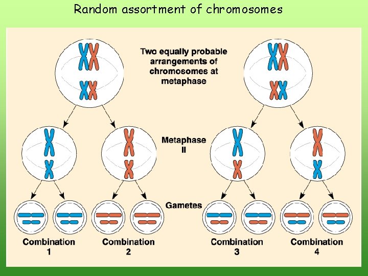 Random assortment of chromosomes Random assortment of chromosomes