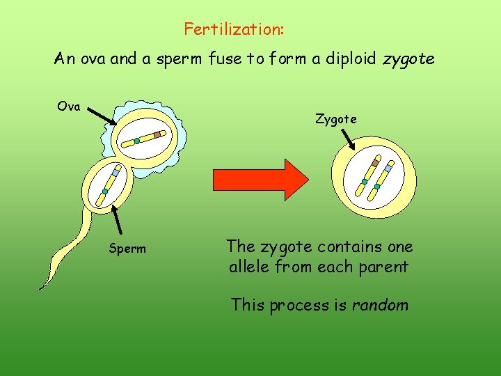 Fertilization: An ova and a sperm fuse to form a diploid zygote Ova Zygote Fertilization: An ova and a sperm fuse to form a diploid zygote Ova Zygote