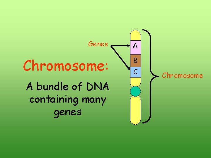 Genes A Chromosome: B A bundle of DNA containing many genes C Chromosome Genes A Chromosome: B A bundle of DNA containing many genes C Chromosome
