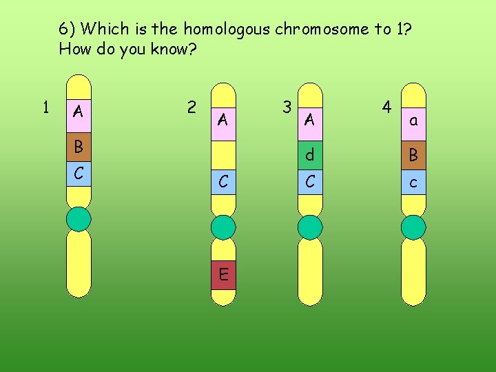 6) Which is the homologous chromosome to 1? How do you know? 1 A 6) Which is the homologous chromosome to 1? How do you know? 1 A