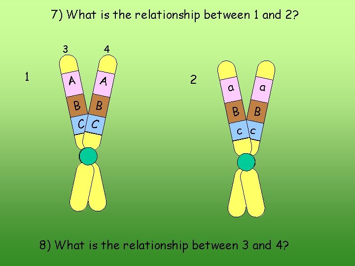 7) What is the relationship between 1 and 2? 3 1 4 A A 7) What is the relationship between 1 and 2? 3 1 4 A A