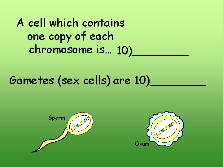 A cell which contains one copy of each chromosome is… 10)____ Gametes (sex cells) A cell which contains one copy of each chromosome is… 10)____ Gametes (sex cells)