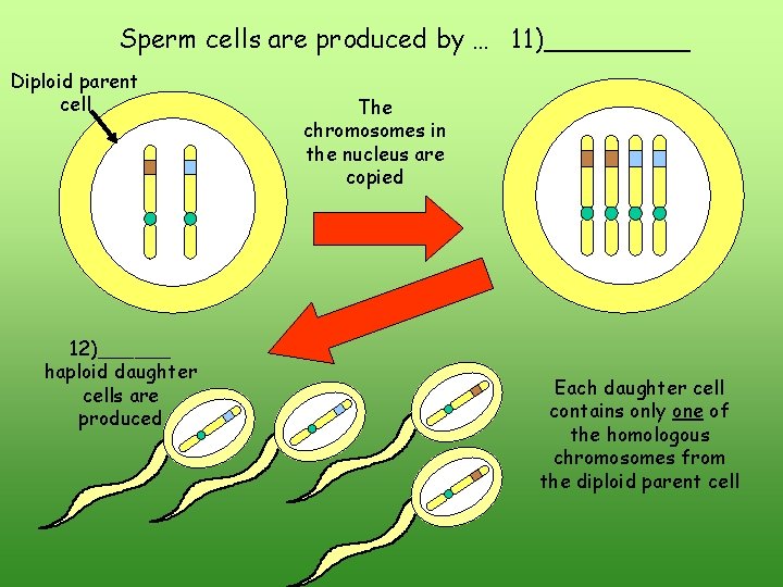 Sperm cells are produced by … 11)_____ Diploid parent cell 12)______ haploid daughter cells Sperm cells are produced by … 11)_____ Diploid parent cell 12)______ haploid daughter cells