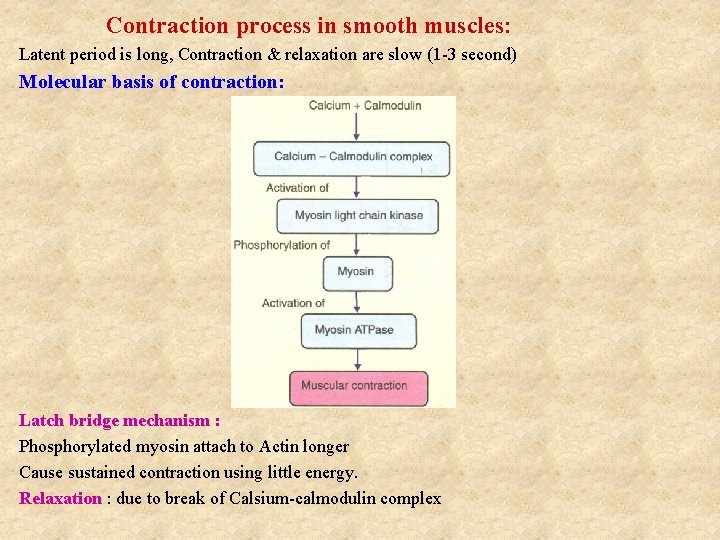 Contraction process in smooth muscles: Latent period is long, Contraction & relaxation are slow Contraction process in smooth muscles: Latent period is long, Contraction & relaxation are slow