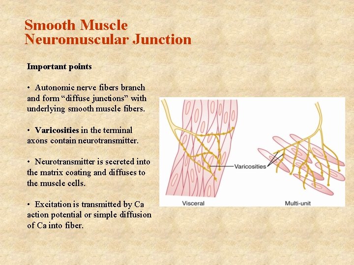 Smooth Muscle Neuromuscular Junction Important points • Autonomic nerve fibers branch and form “diffuse Smooth Muscle Neuromuscular Junction Important points • Autonomic nerve fibers branch and form “diffuse