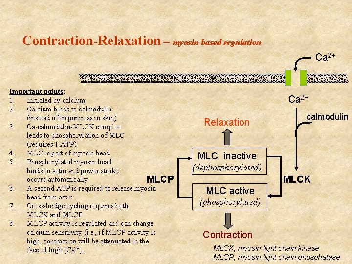 Contraction-Relaxation – myosin based regulation Ca 2+ Important points: 1. Initiated by calcium 2. Contraction-Relaxation – myosin based regulation Ca 2+ Important points: 1. Initiated by calcium 2.