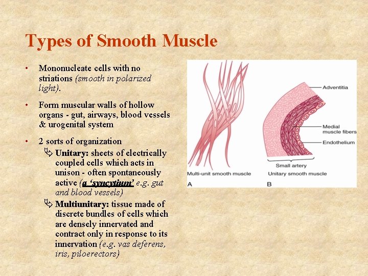Types of Smooth Muscle • Mononucleate cells with no striations (smooth in polarized light). Types of Smooth Muscle • Mononucleate cells with no striations (smooth in polarized light).