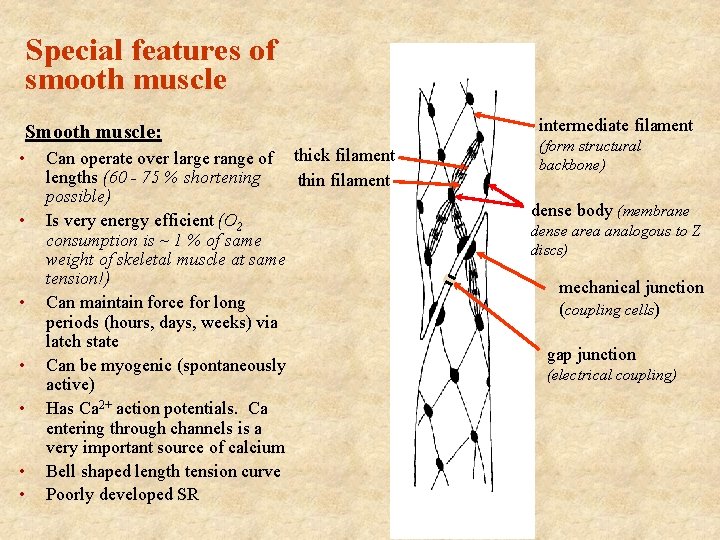 Special features of smooth muscle Smooth muscle: • • Can operate over large range Special features of smooth muscle Smooth muscle: • • Can operate over large range