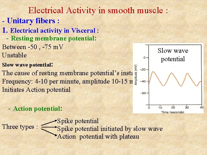 Electrical Activity in smooth muscle : - Unitary fibers : 1. Electrical activity in Electrical Activity in smooth muscle : - Unitary fibers : 1. Electrical activity in