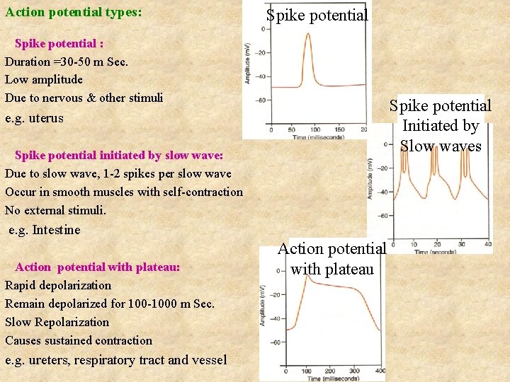 Action potential types: Spike potential : Duration =30 -50 m Sec. Low amplitude Due Action potential types: Spike potential : Duration =30 -50 m Sec. Low amplitude Due