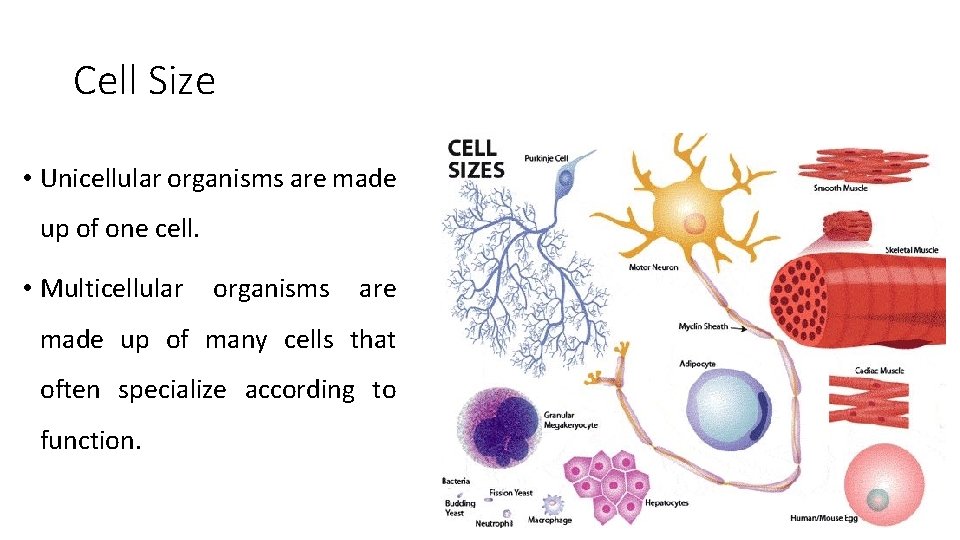 Cell Size • Unicellular organisms are made up of one cell. • Multicellular organisms Cell Size • Unicellular organisms are made up of one cell. • Multicellular organisms