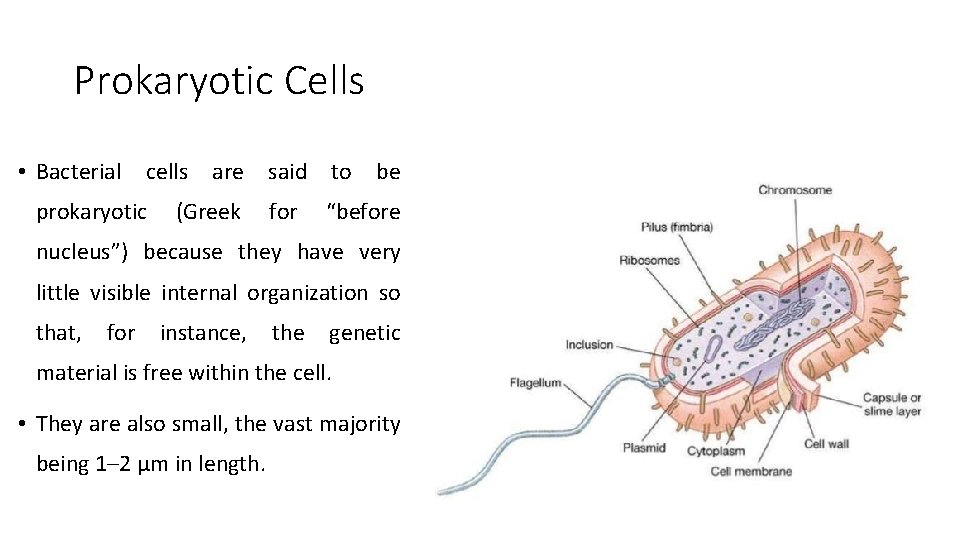 Prokaryotic Cells • Bacterial cells are said to be prokaryotic (Greek for “before nucleus”) Prokaryotic Cells • Bacterial cells are said to be prokaryotic (Greek for “before nucleus”)