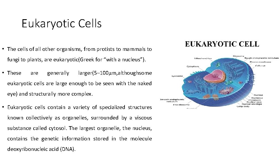 Eukaryotic Cells • The cells of all other organisms, from protists to mammals to Eukaryotic Cells • The cells of all other organisms, from protists to mammals to