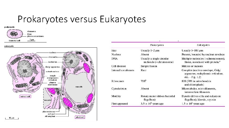 Prokaryotes versus Eukaryotes Prokaryotes versus Eukaryotes