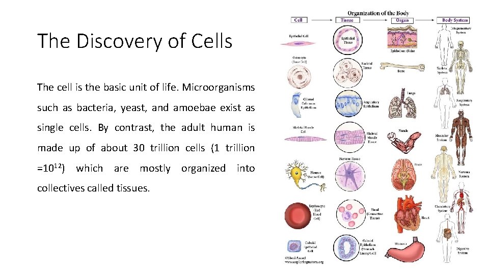 The Discovery of Cells The cell is the basic unit of life. Microorganisms such The Discovery of Cells The cell is the basic unit of life. Microorganisms such