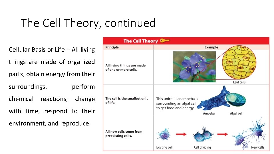 The Cell Theory, continued Cellular Basis of Life – All living things are made The Cell Theory, continued Cellular Basis of Life – All living things are made