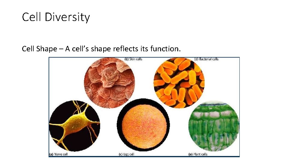Cell Diversity Cell Shape – A cell’s shape reflects its function. Cell Diversity Cell Shape – A cell’s shape reflects its function.
