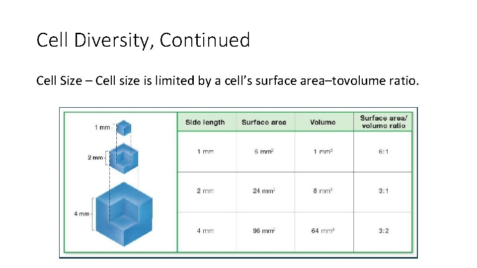 Cell Diversity, Continued Cell Size – Cell size is limited by a cell’s surface Cell Diversity, Continued Cell Size – Cell size is limited by a cell’s surface